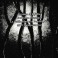 (CD) Arbre Dieu - Nuit Noire